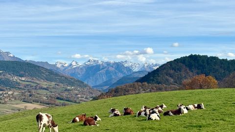 La défiscalisation des indemnités d’abattage est désormais possible. (Photo d'illustration : des montbéliardes en Isère).